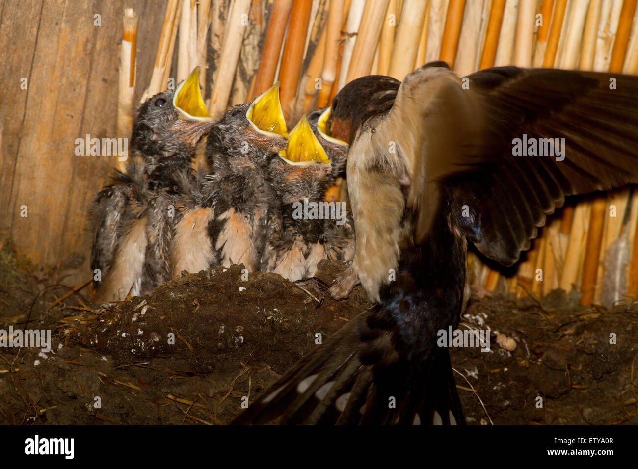 Mère nourrir les oiseaux quatre jeunes l'hirondelle rustique (Hirundo rustica) dans un nid sous le toit de roseaux d'une grange Banque D'Images