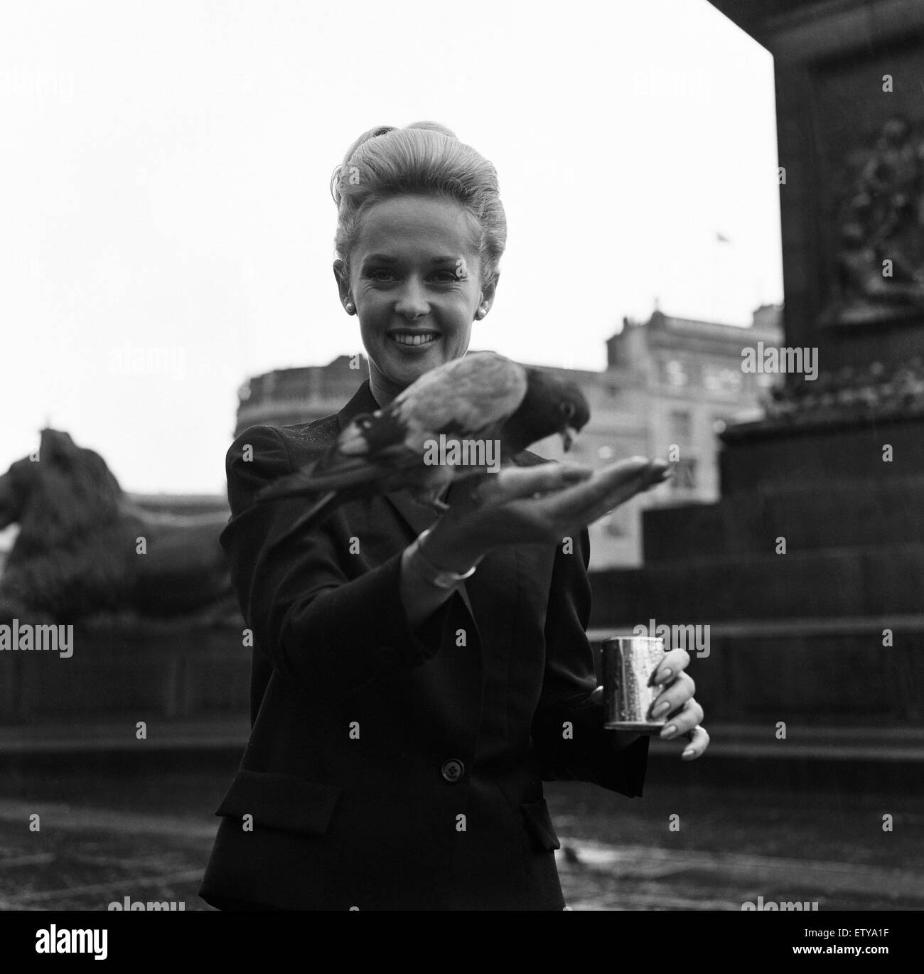 Tippi Hedren, star de Hithcock's 1963 classic 'Les oiseaux'. Hedren est à la fois réussie en tant qu'actrice et productrice et sa fille, Melanie Griffith a suivi ses traces. 18 octobre 1963. Banque D'Images
