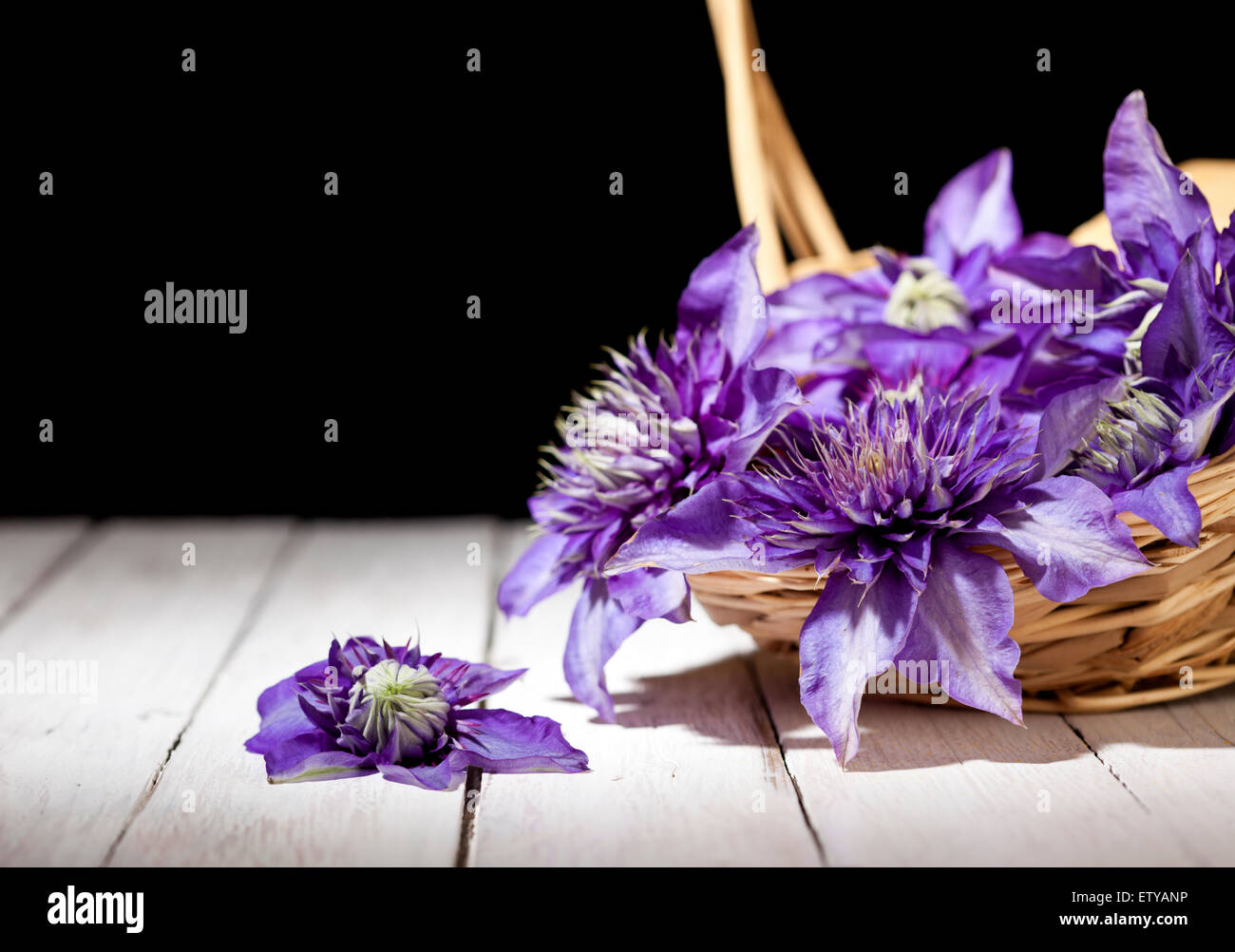 Clematis fleurs pourpres tombant de panier en osier Banque D'Images