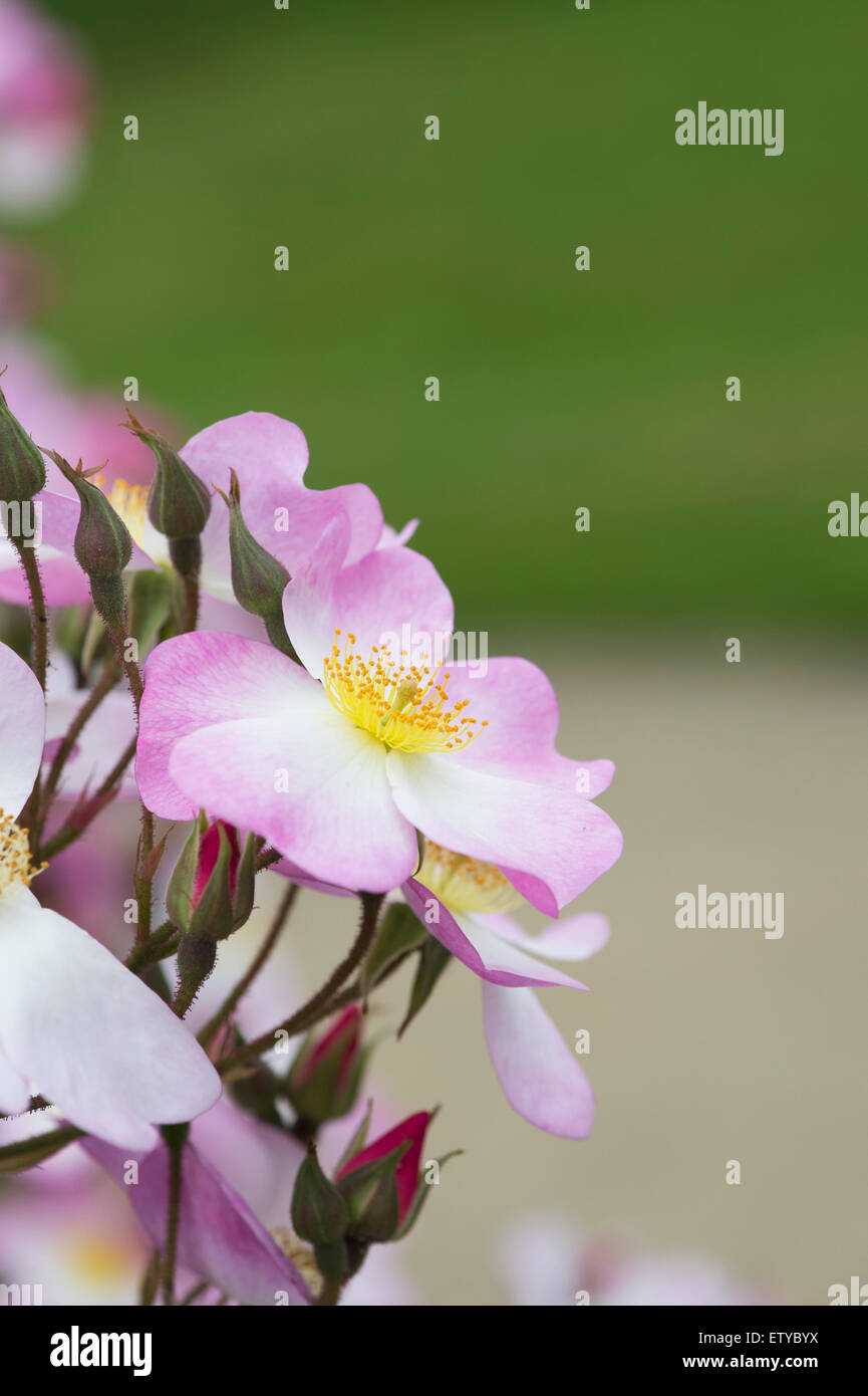 Rosa 'rose' en fleurs Lyda Banque D'Images
