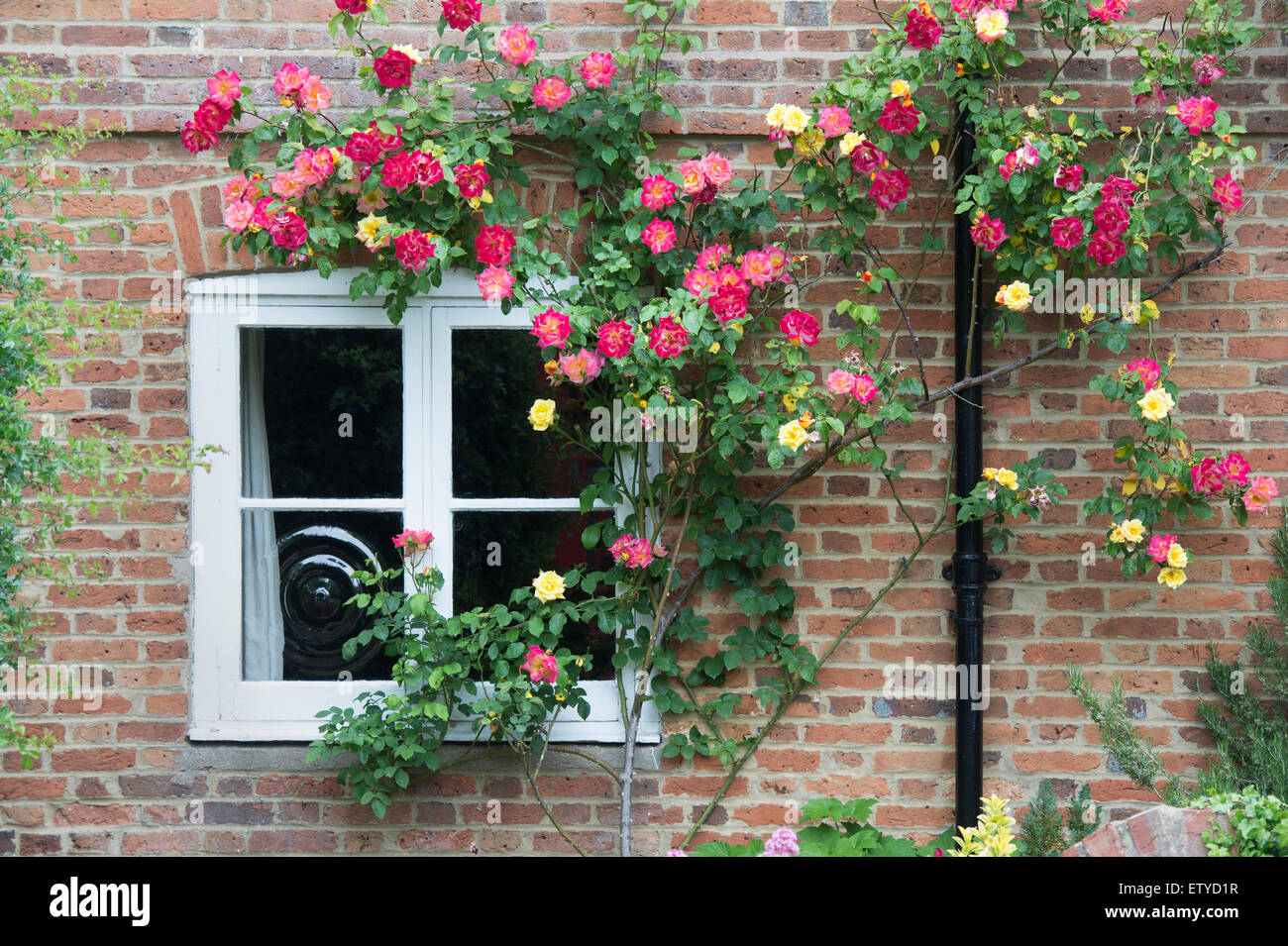 La floraison des roses autour d'un chalet fenêtre dans l'Oxfordshire, Angleterre Banque D'Images