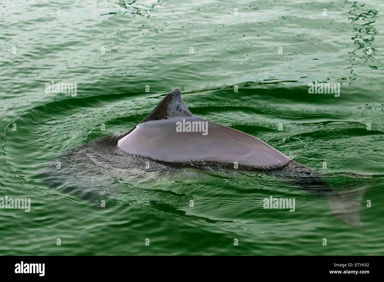 Le marsouin commun (Phocoena phocoena) et montrant la nageoire dorsale triangulaire Banque D'Images