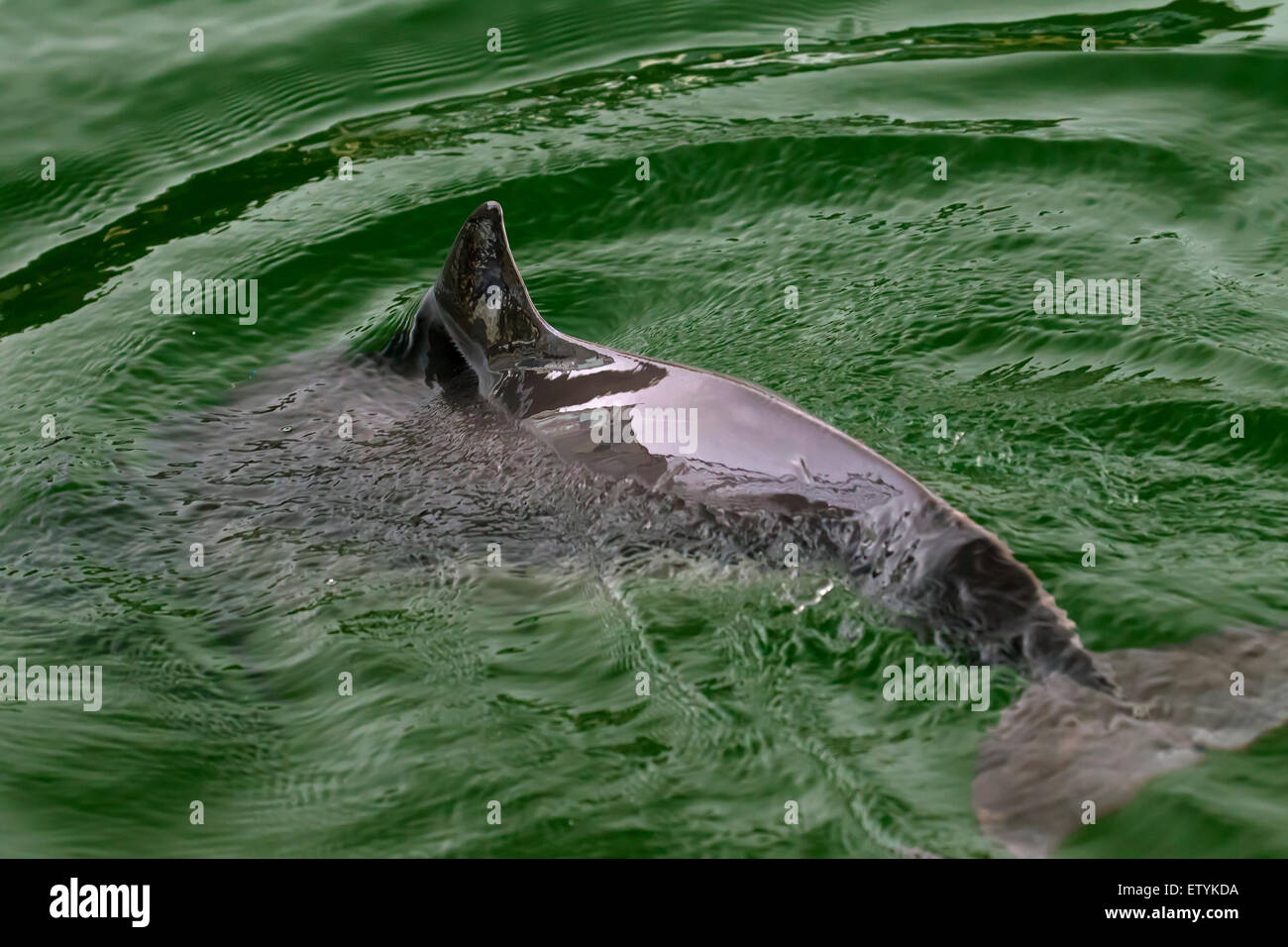 Le marsouin commun (Phocoena phocoena) et montrant la nageoire dorsale triangulaire Banque D'Images