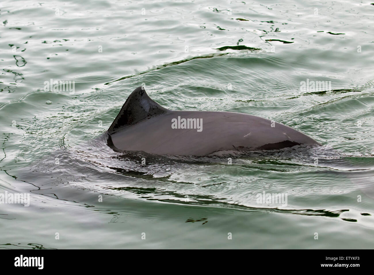 Le marsouin commun (Phocoena phocoena) et montrant la nageoire dorsale triangulaire Banque D'Images