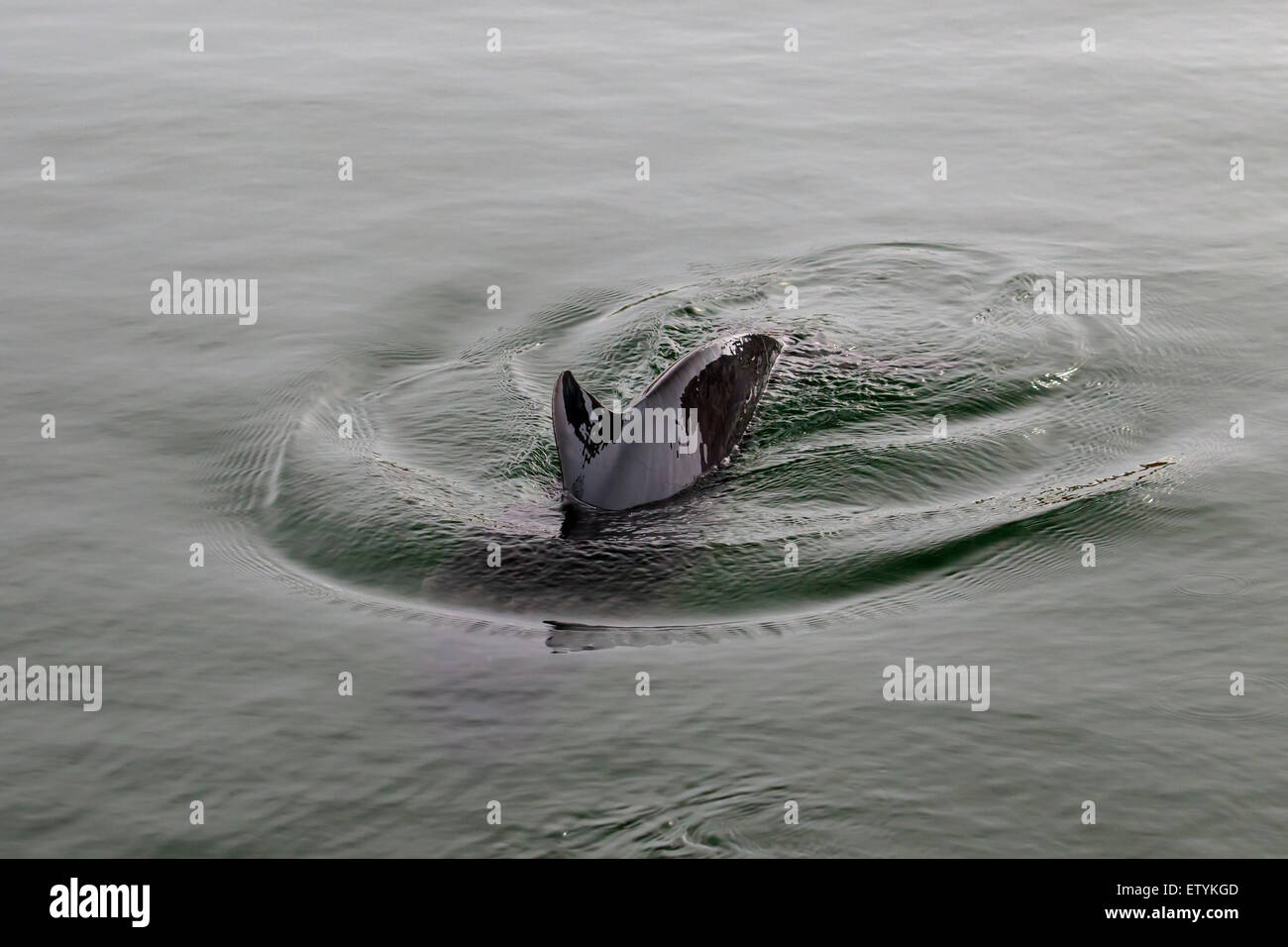 Le marsouin commun (Phocoena phocoena) et montrant la nageoire dorsale triangulaire Banque D'Images