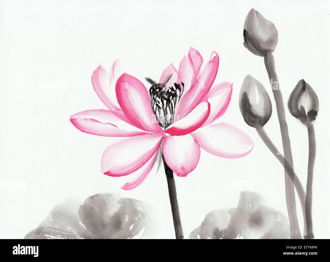 Fleur De Lotus De Laquarelle Sur Papier De Riz Dœuvres D