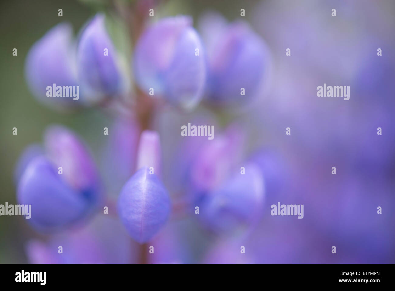 De douces fleurs lupin bleu et violet avec des fleurs. Banque D'Images