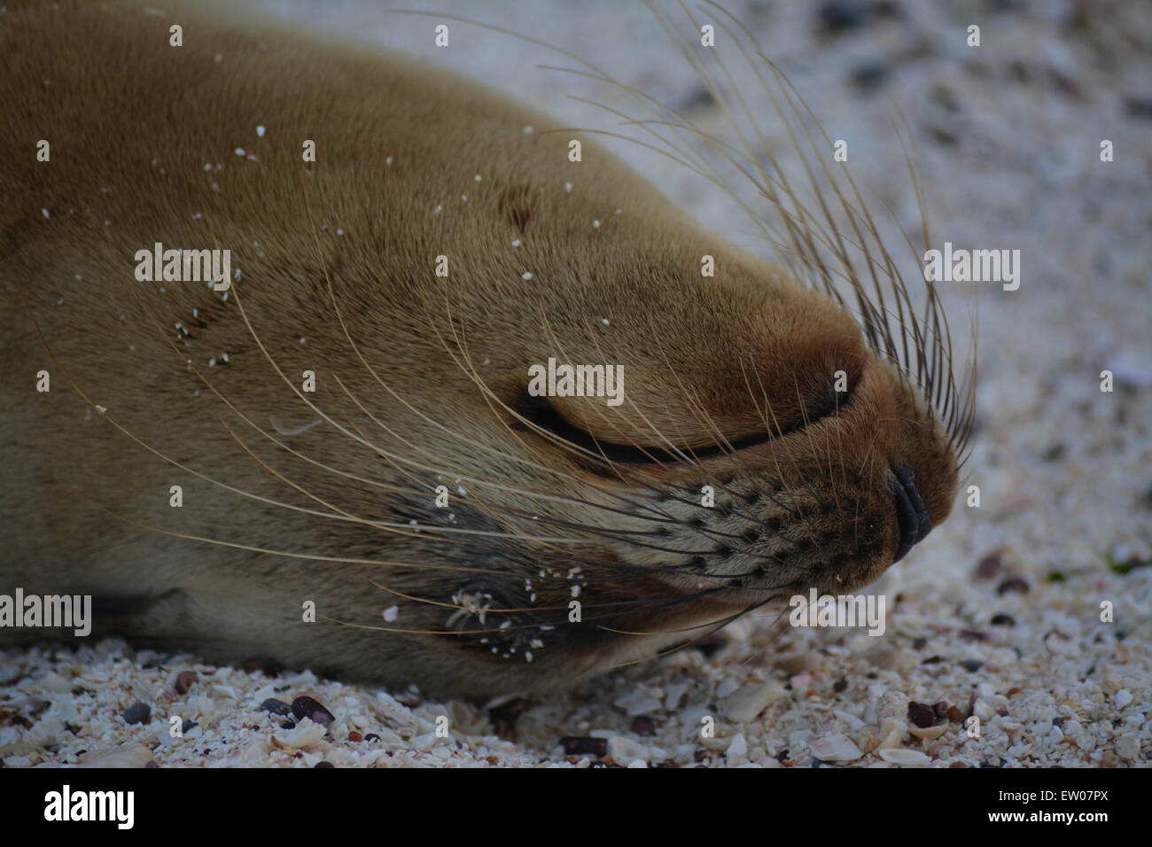 Lion de mer Galapagos dort à l'envers. Banque D'Images