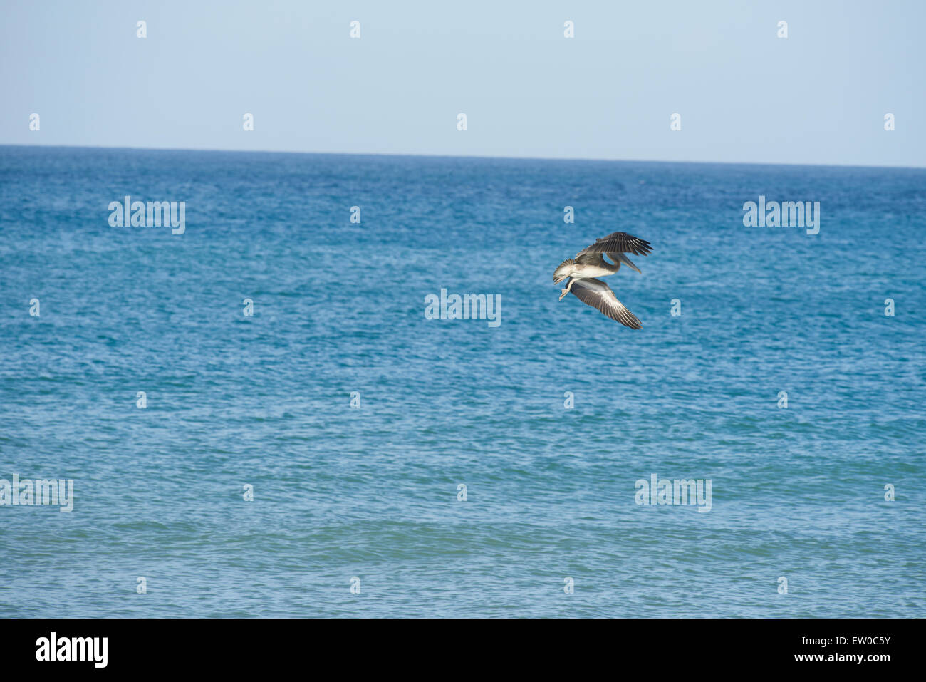 Pélican volant Banque D'Images