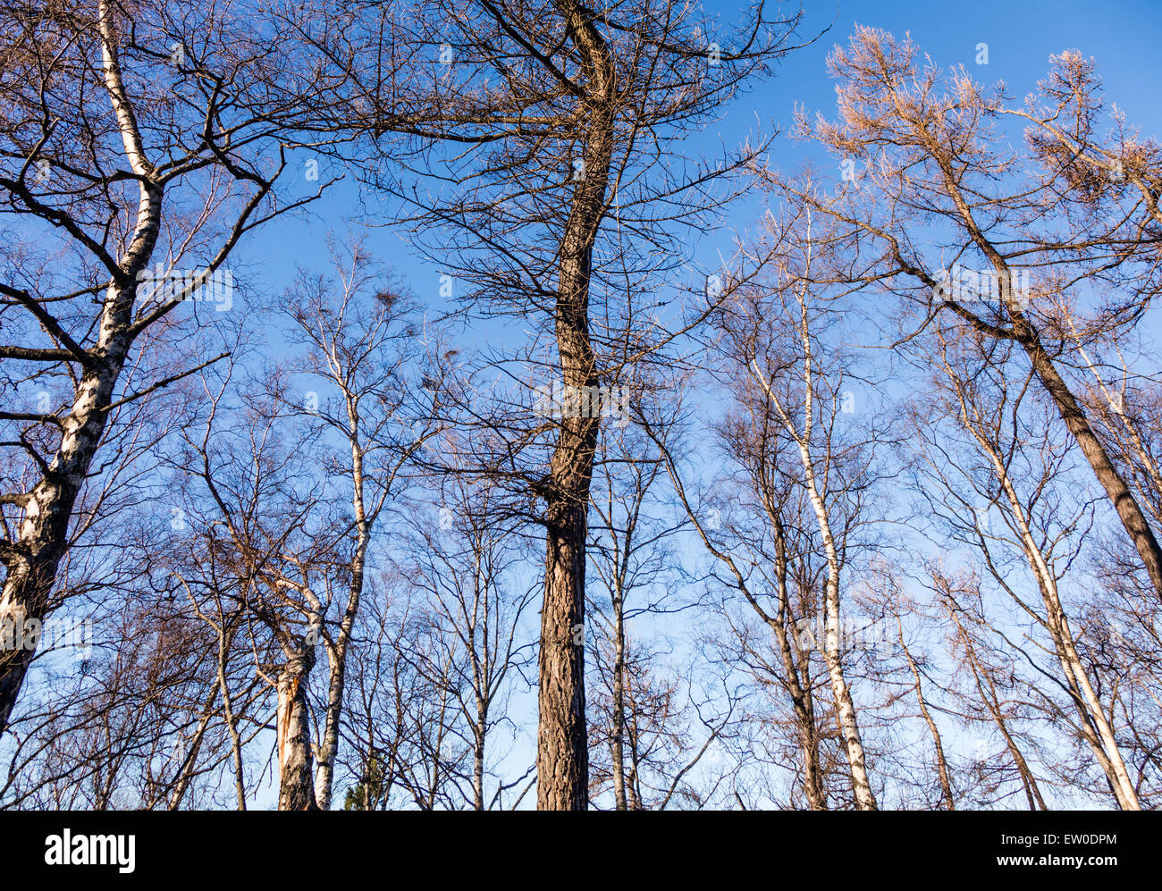 Arbres dans la neige contre un ciel bleu à Narvik, Norvège Banque D'Images