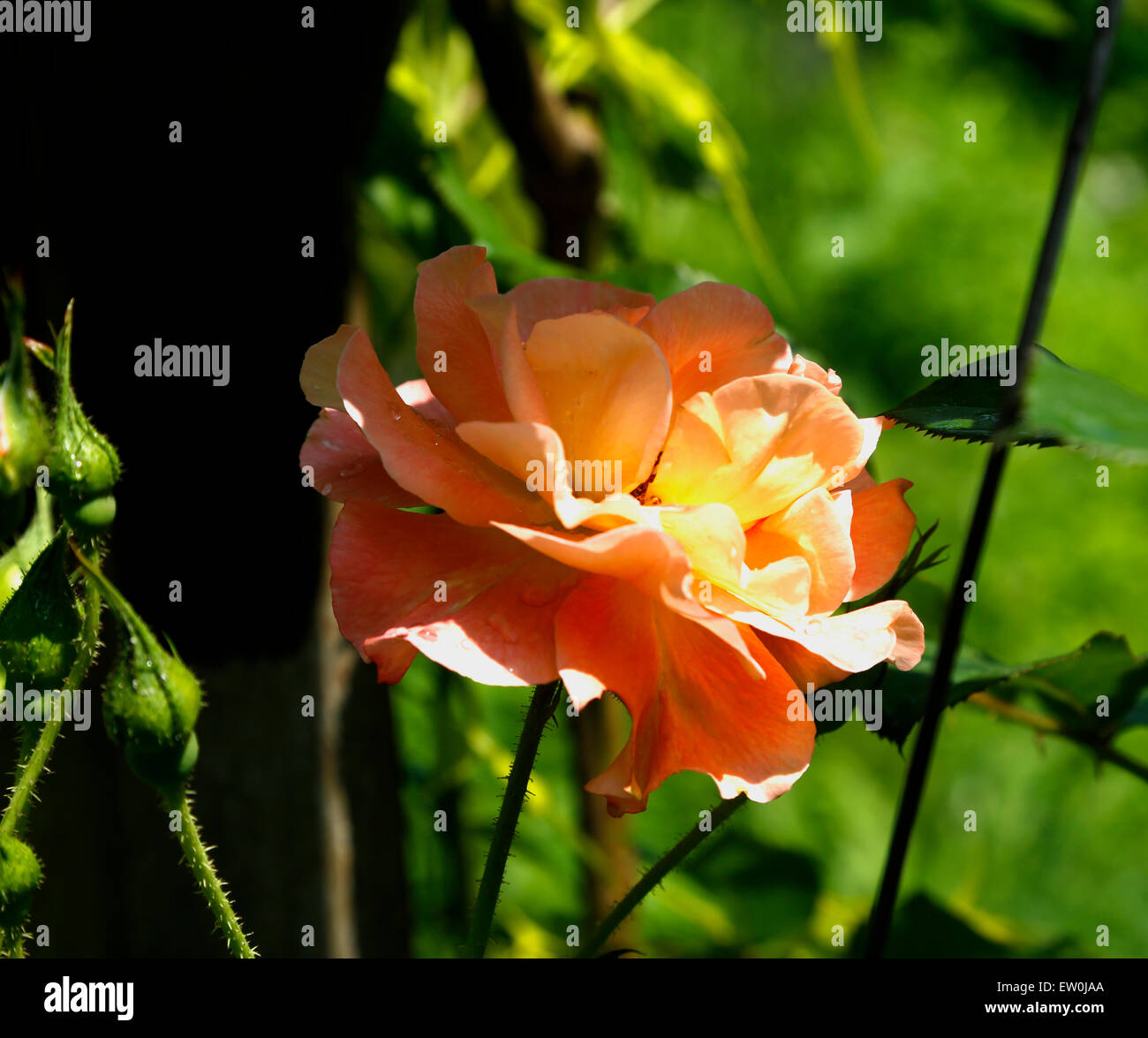 L'Évêque Crème Rose Darlington avec le rose clair de l'ombrage. Il a un léger parfum fruité. Banque D'Images