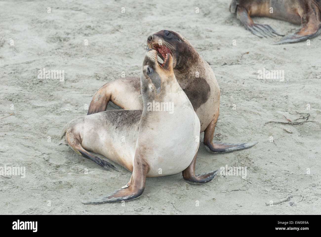 Les Lions de mer (Phocarctos hookeri), Dunedin, Otago, île du Sud, Nouvelle-Zélande, Banque D'Images