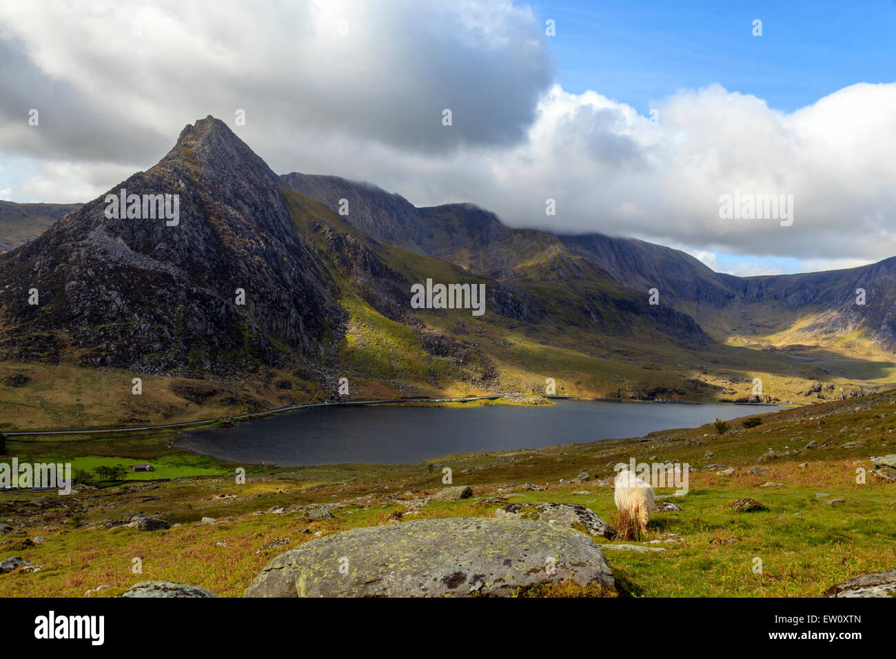 Un mouton prend de l'avis de Tryfan Banque D'Images