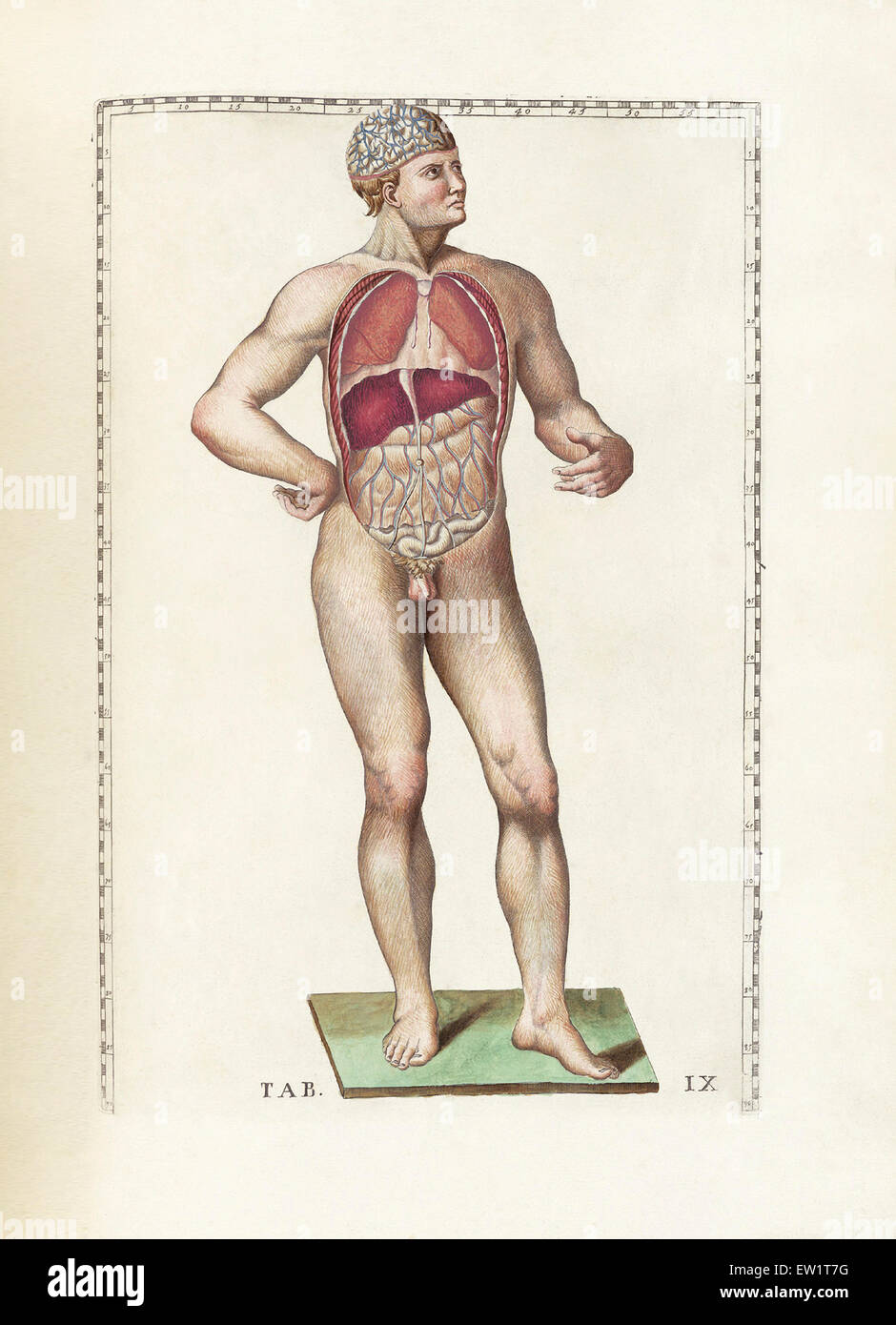 La science de l'anatomie humaine par Bartholomeo Eustachi, représentant la forme, la taille et la position relative des organes de l'humain Banque D'Images