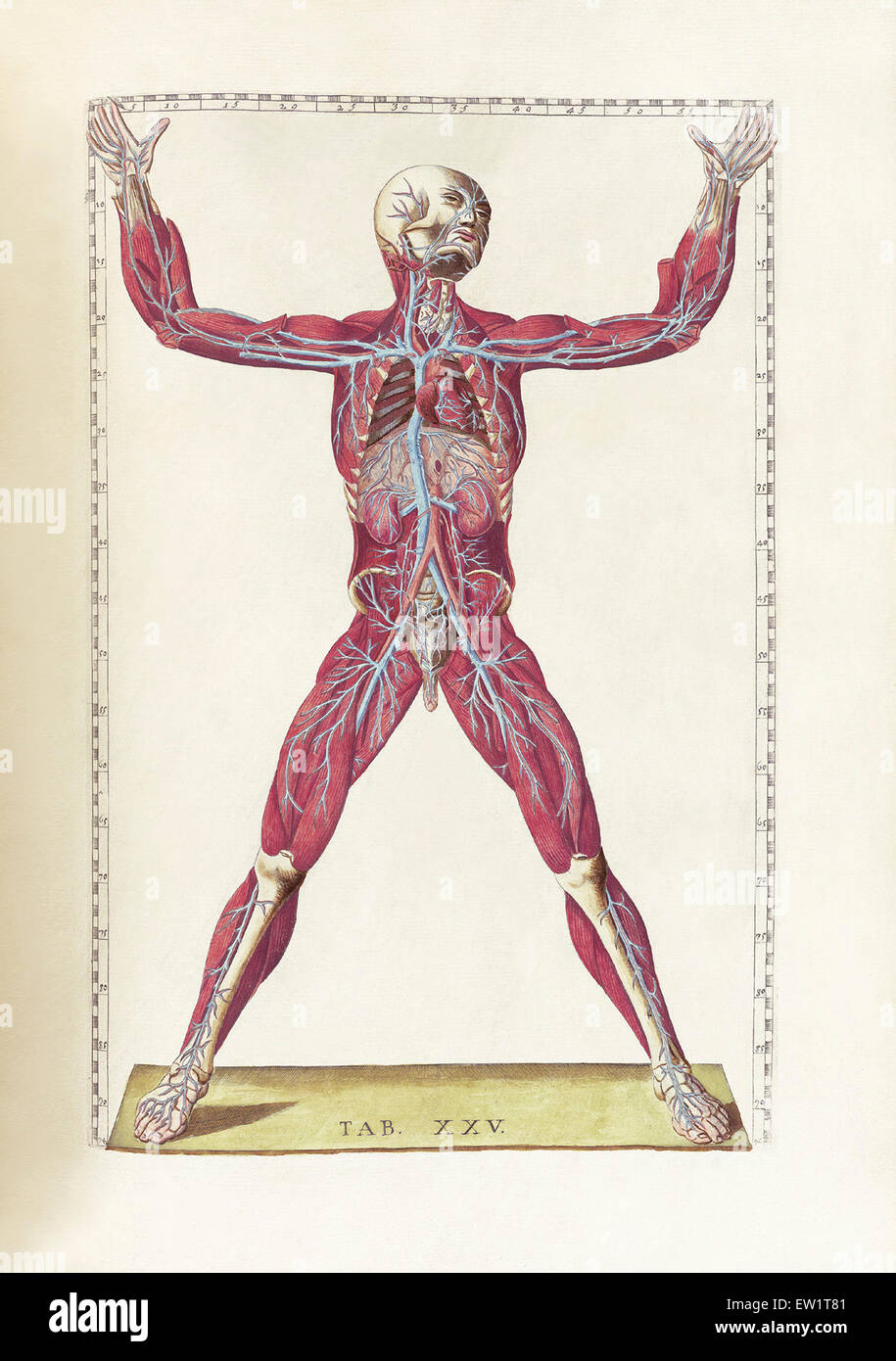 La science de l'anatomie humaine par Bartholomeo Eustachi, représentant la forme, la taille et la position relative des organes de l'humain Banque D'Images
