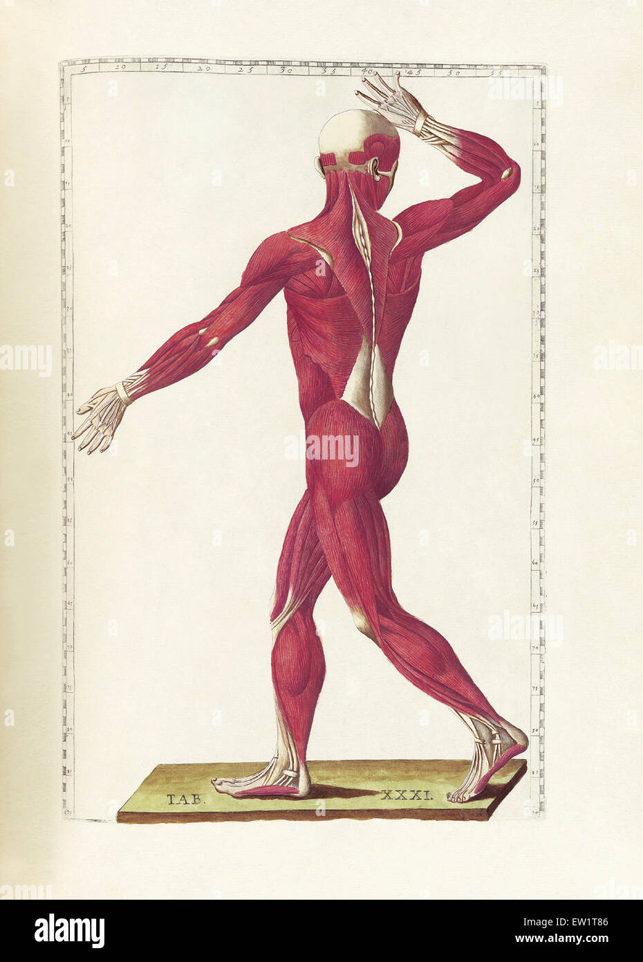 La science de l'anatomie humaine par Bartholomeo Eustachi, représentant la forme, la taille et la position relative des organes de l'humain Banque D'Images