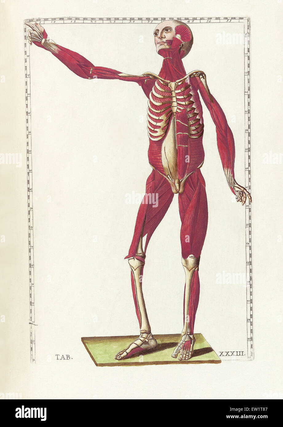 La science de l'anatomie humaine par Bartholomeo Eustachi, représentant la forme, la taille et la position relative des organes de l'humain Banque D'Images
