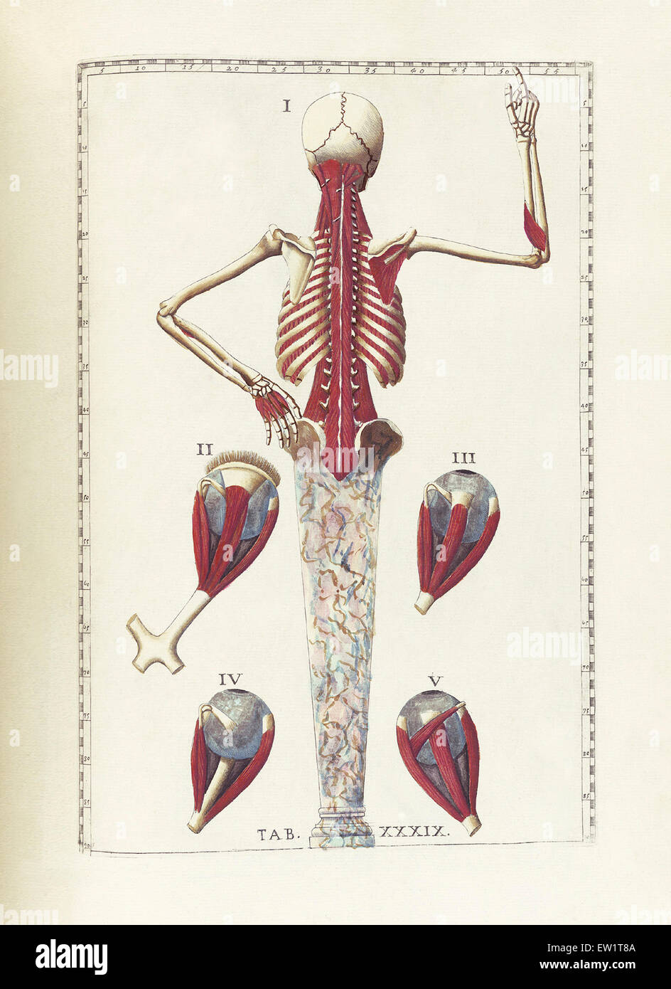 La science de l'anatomie humaine par Bartholomeo Eustachi, représentant la forme, la taille et la position relative des organes de l'humain Banque D'Images