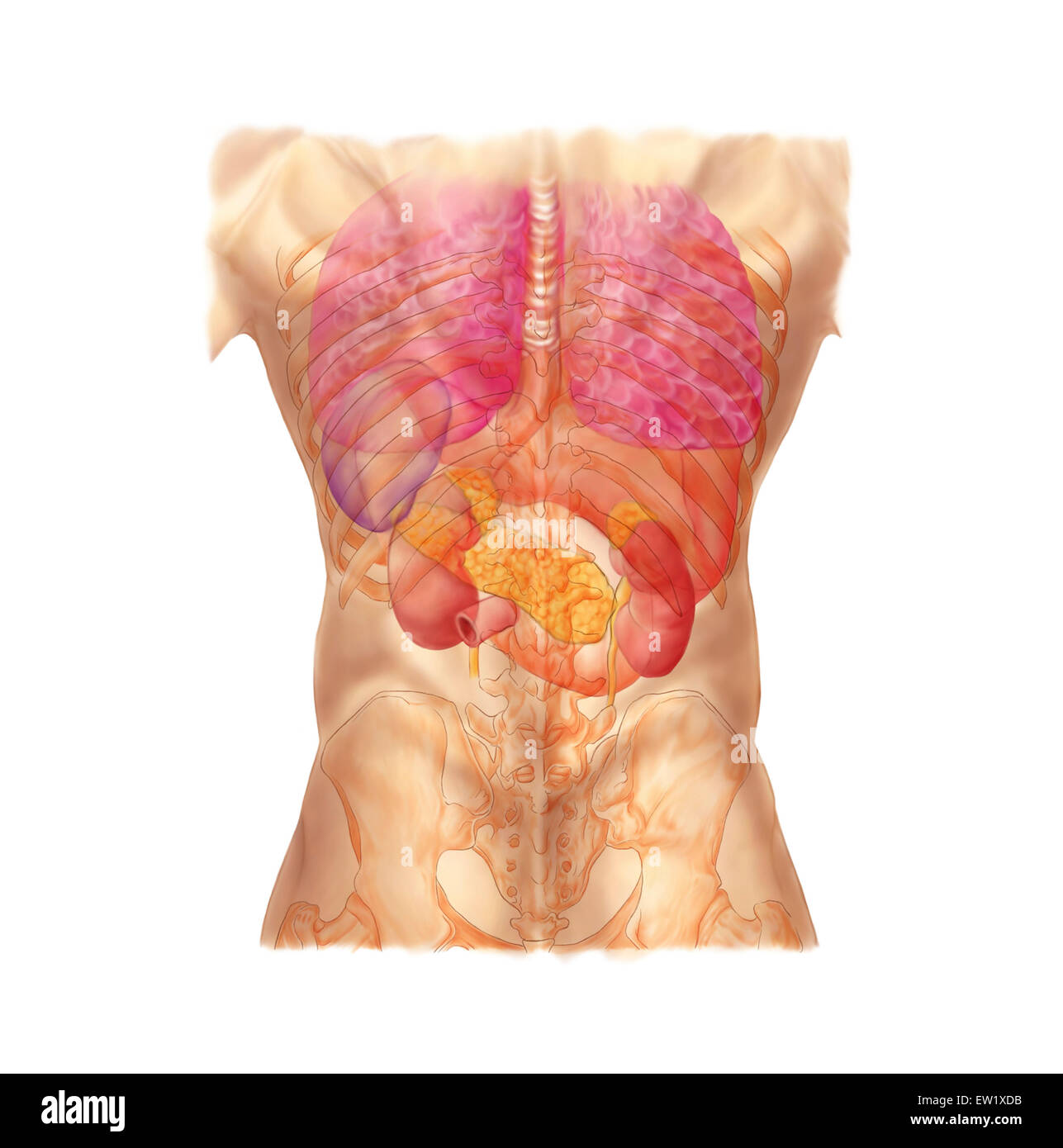 Les quadrants de l'abdomen, vue postérieure avec les organes internes et de la cage thoracique. Banque D'Images