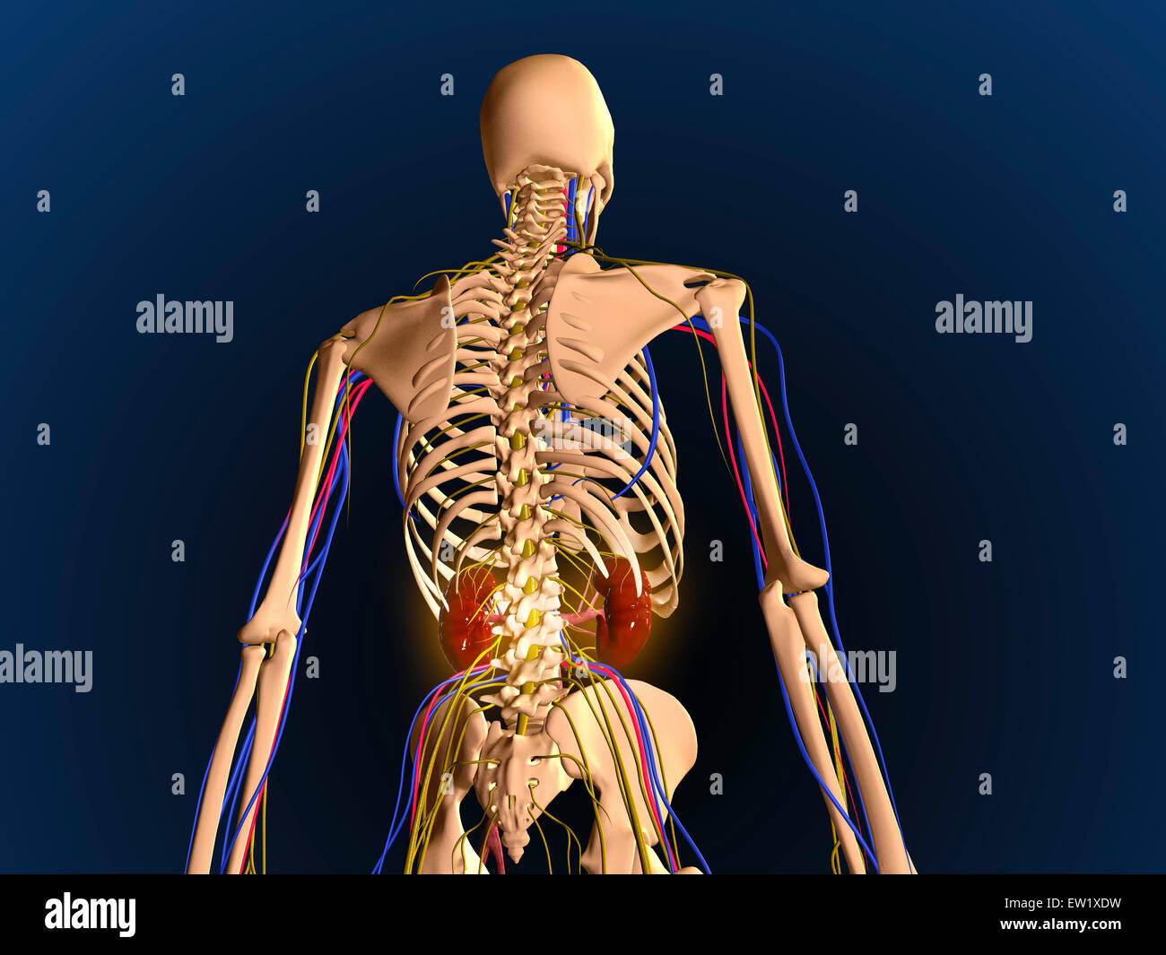 Vue arrière du squelette humain montrant les reins et le système nerveux. Banque D'Images