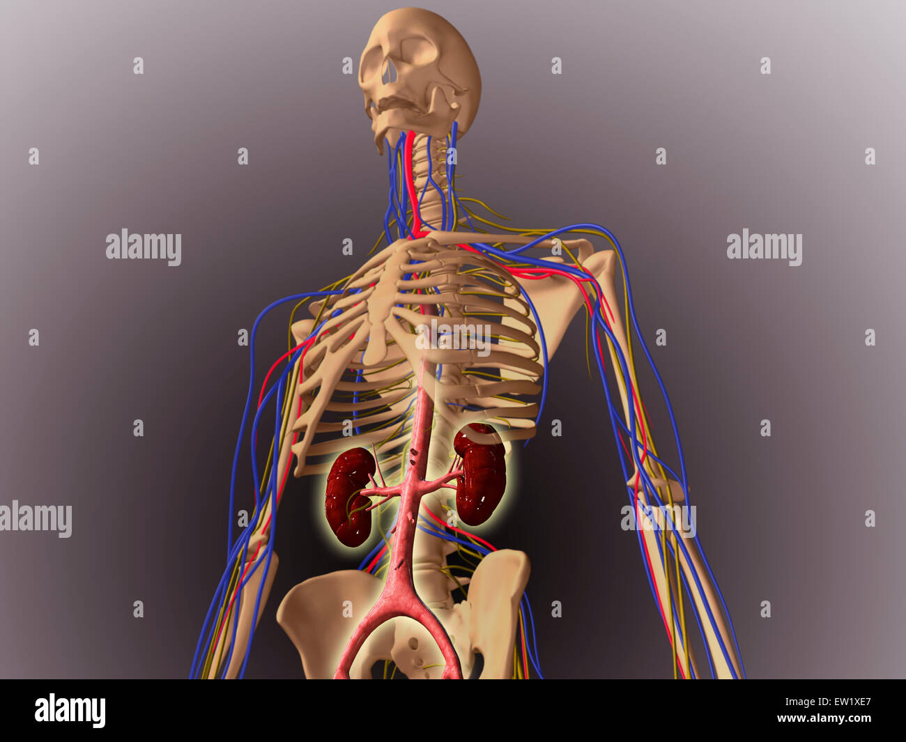 Squelette humain montrant les reins et le système nerveux. Banque D'Images