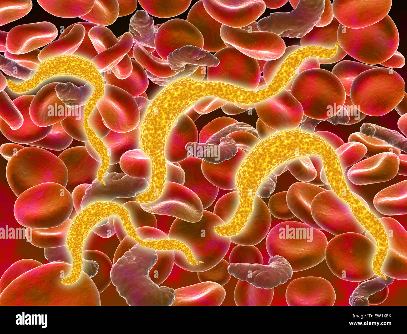 La trypanosomiase africaine dans les globules rouges. La trypanosomiase africaine, également connu sous le nom de maladie du sommeil, est un parasite infecti Banque D'Images