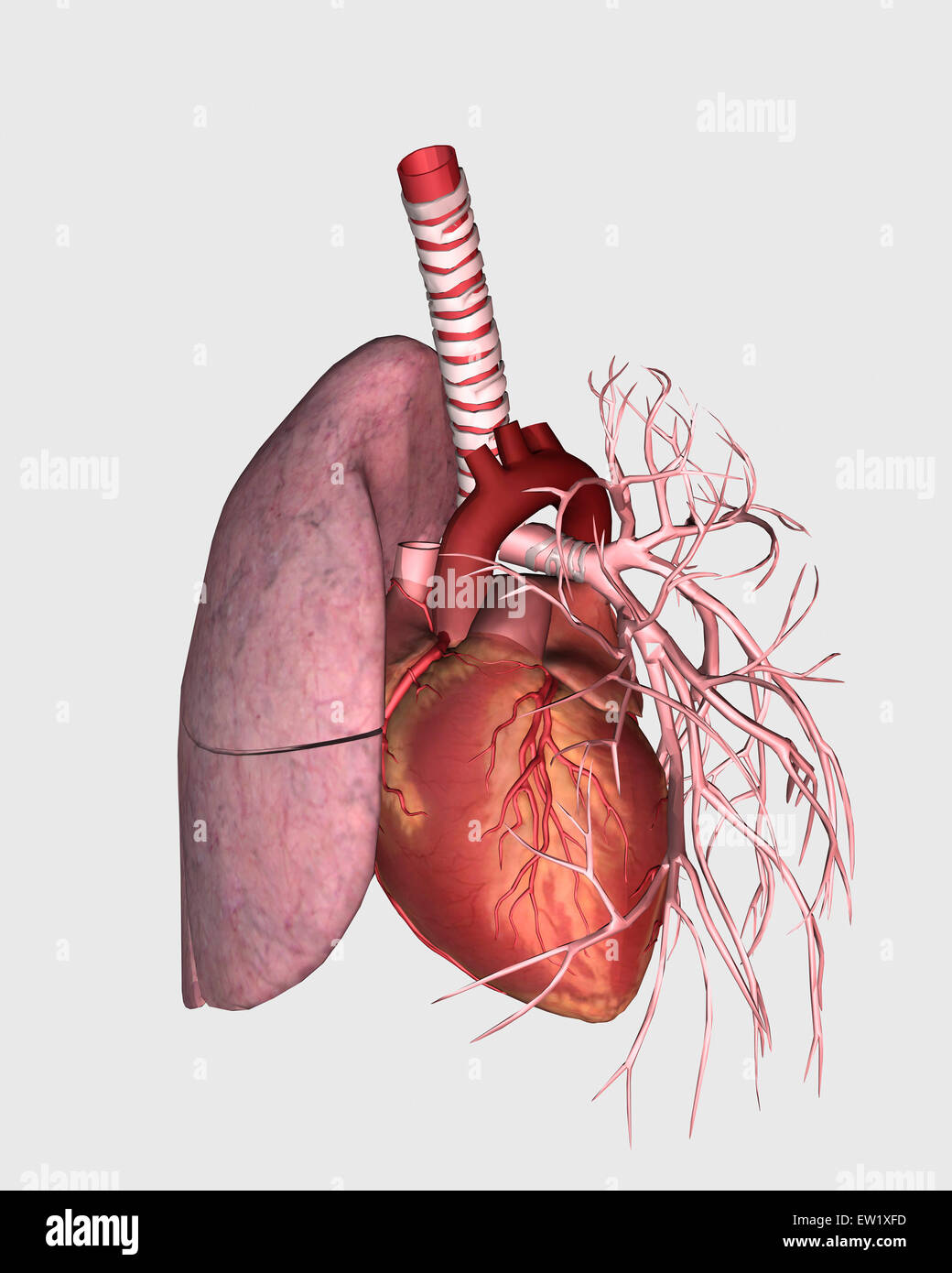 La circulation pulmonaire du cœur humain et du poumon. Banque D'Images