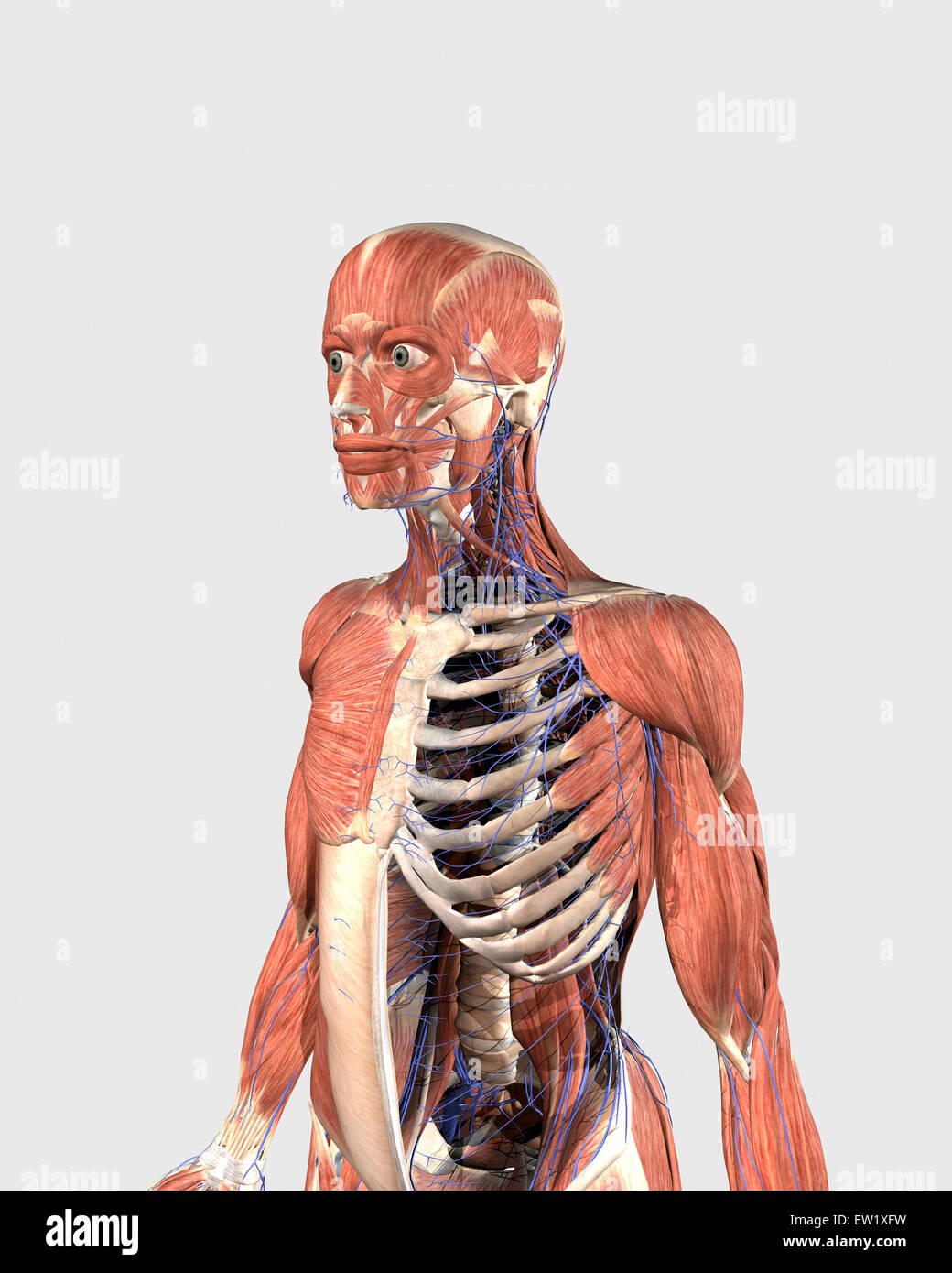 Haut du corps humain montrant les pièces de Muscle, squelette axial et les veines. Banque D'Images