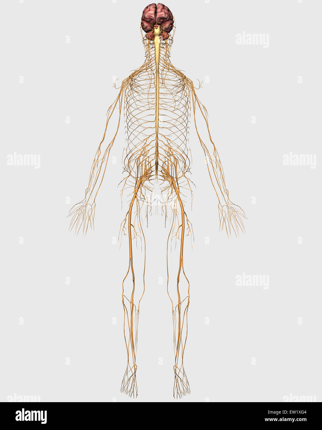 Illustration médicale du système nerveux périphérique avec le cerveau. Banque D'Images