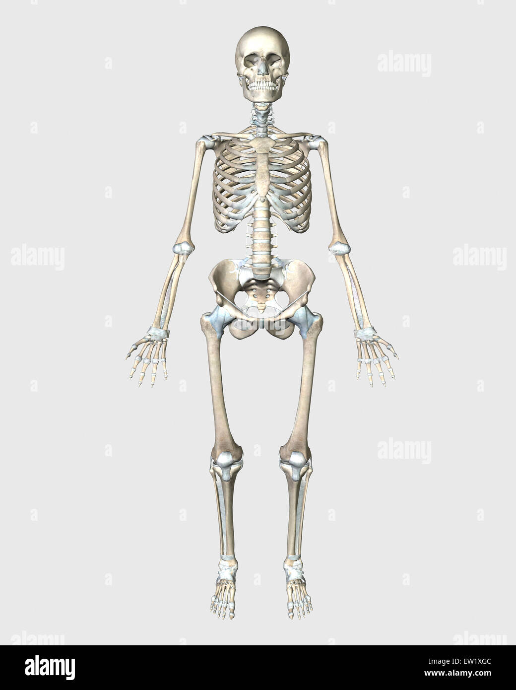 Vue avant du système squelettique humain. Banque D'Images