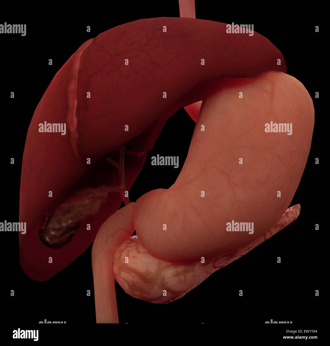 Le rendu 3D de foie et l'estomac de système digestif humain. Banque D'Images