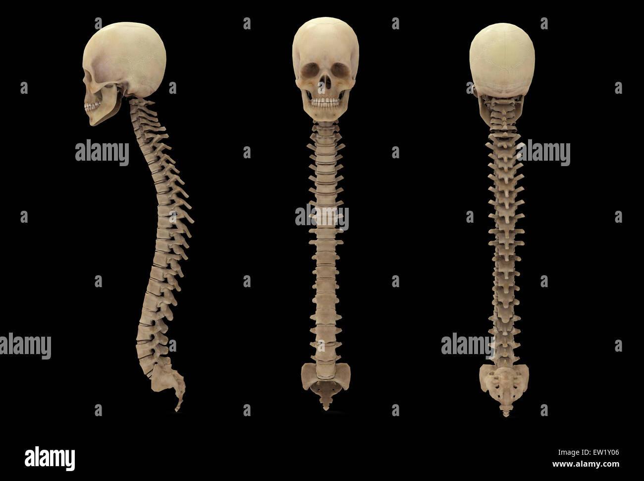 Le rendu 3D de la colonne vertébrale avec crâne. Banque D'Images