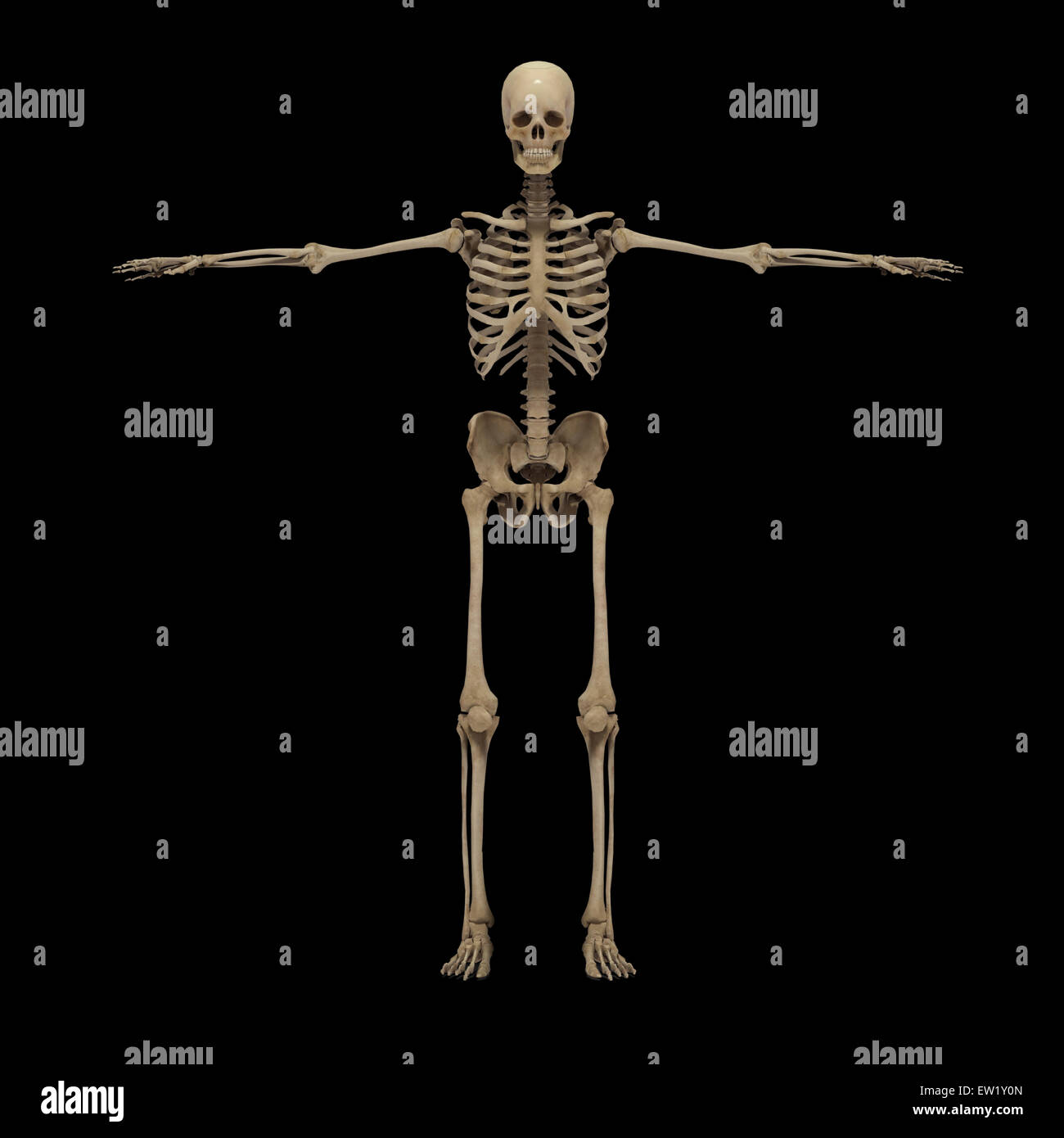 Le rendu 3D des systèmes squelettique, vue de face. Banque D'Images