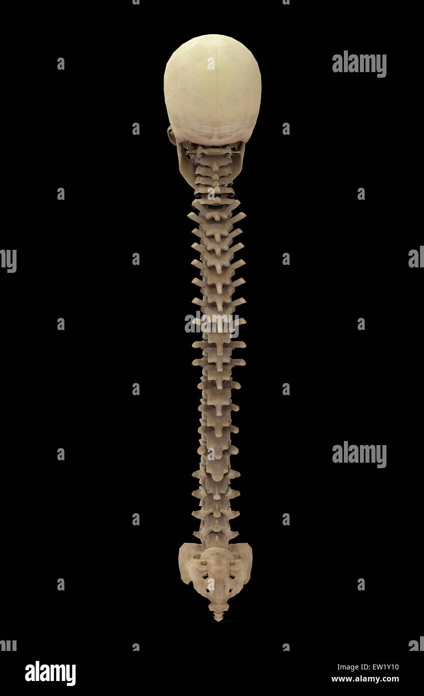 Le rendu 3D de la colonne vertébrale, vue arrière. Banque D'Images