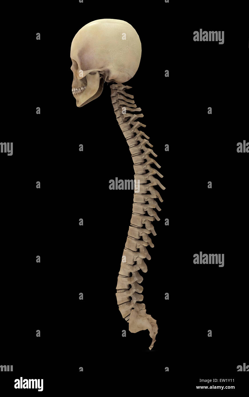 Le rendu 3D de la colonne vertébrale, vue de côté. Banque D'Images