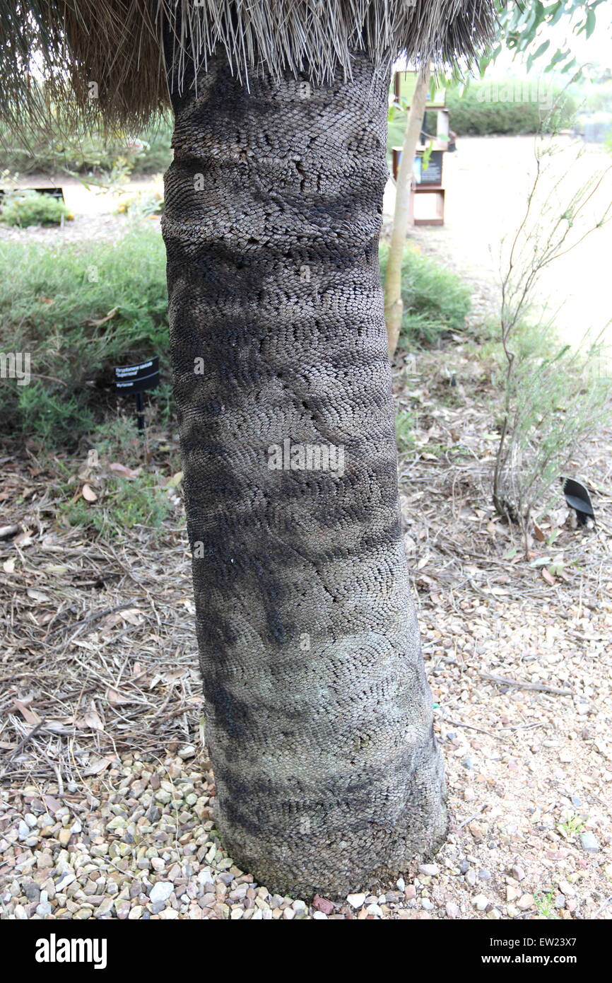 Xanthorrhoea ou également connu sous le nom de Grass Tree ou BlackboyTrunk Banque D'Images