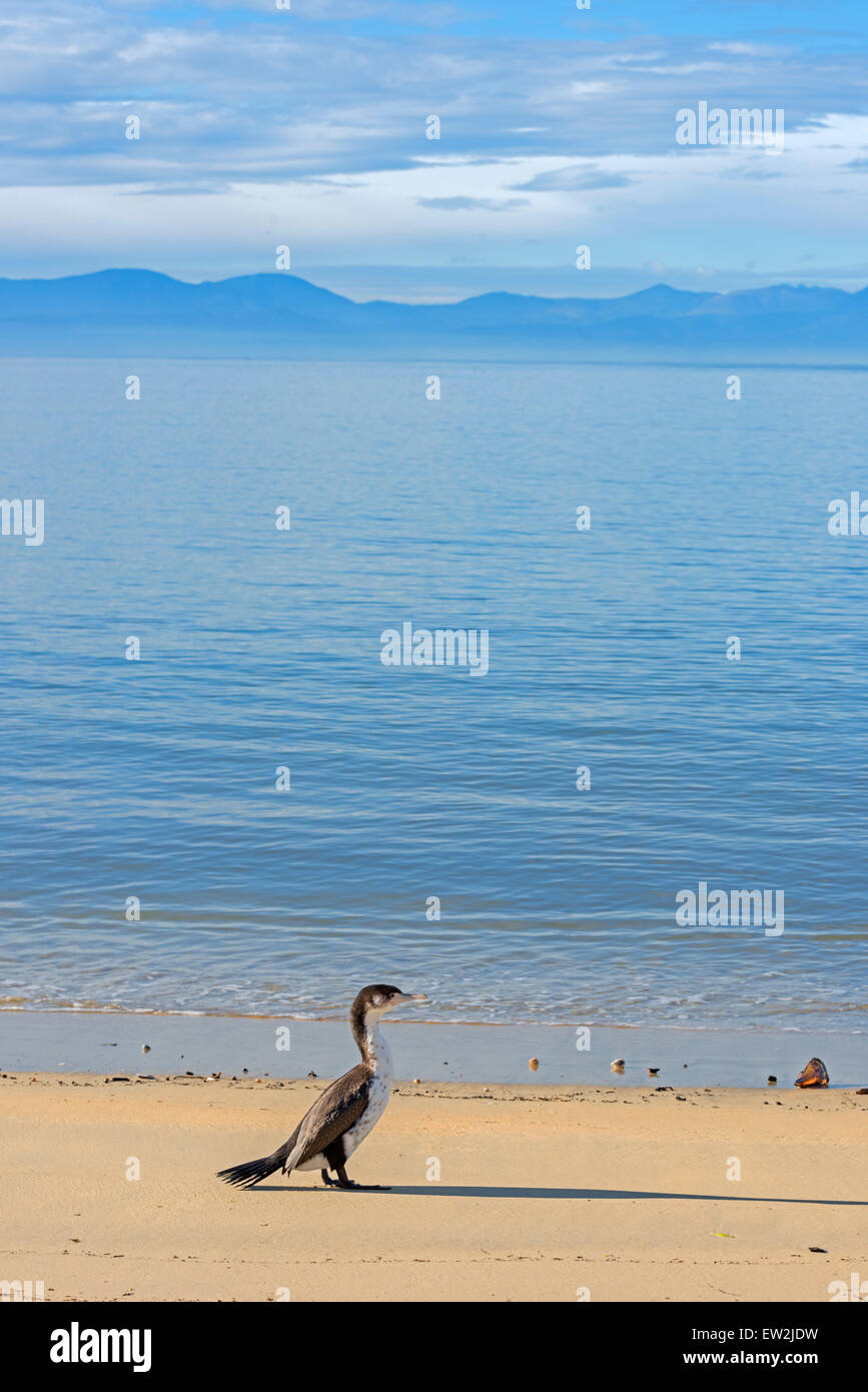 Le cormoran, le Parc National abel tasman, Nelson, île du Sud, Nouvelle-Zélande Banque D'Images