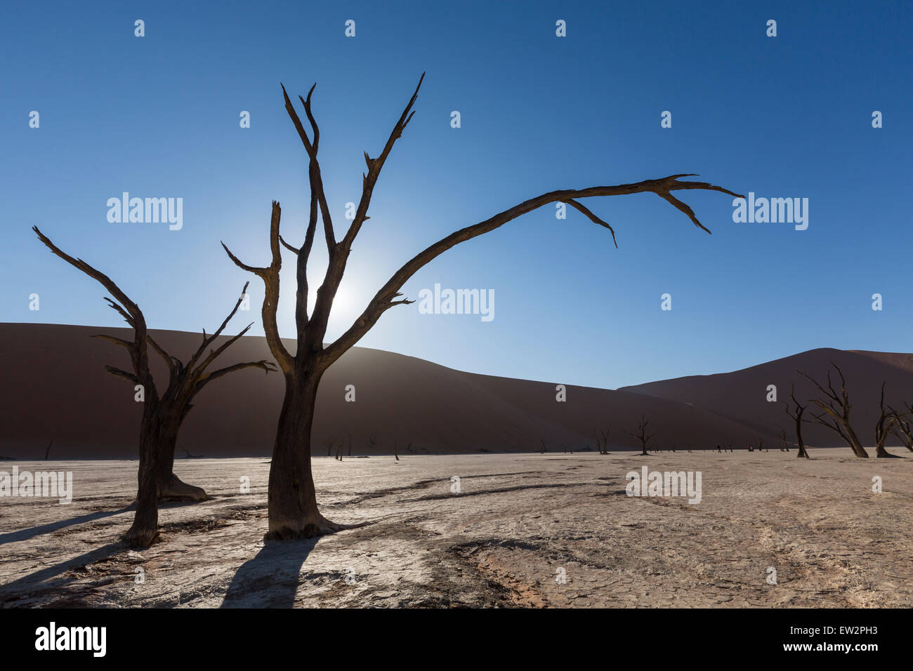 Acacias morts éclairé dans le Deadvlei, Sossusvlei, Namibie. Banque D'Images