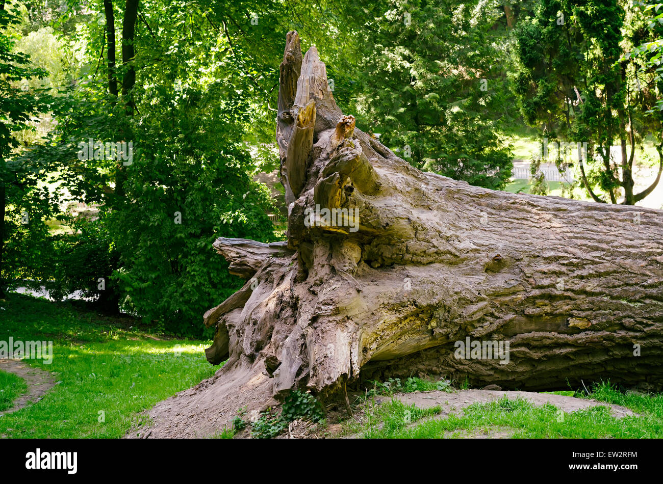 Racine de l'arbre tombé Banque D'Images