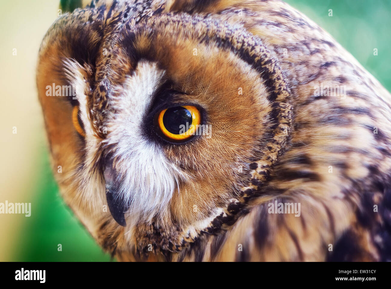 Owl portrait. Élément de design Banque D'Images