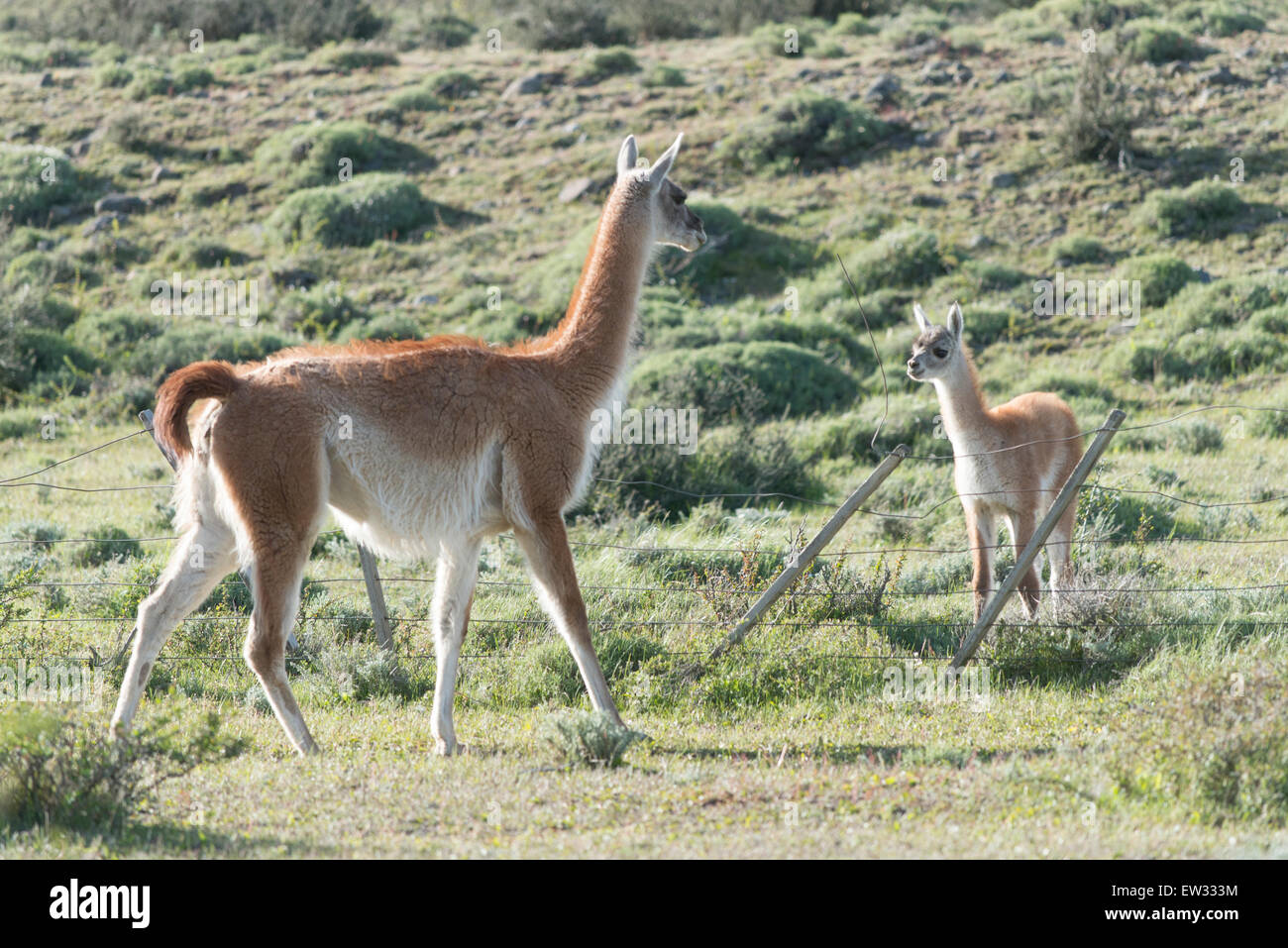 Guanacos (Lama guanicoe) dans la zone, le Parc National Torres del Paine, Patagonie, Chili Banque D'Images