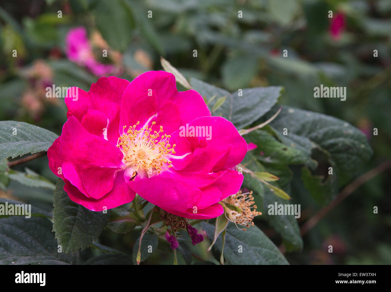 Rose magenta vif dog rose fleur dans la nature. Banque D'Images