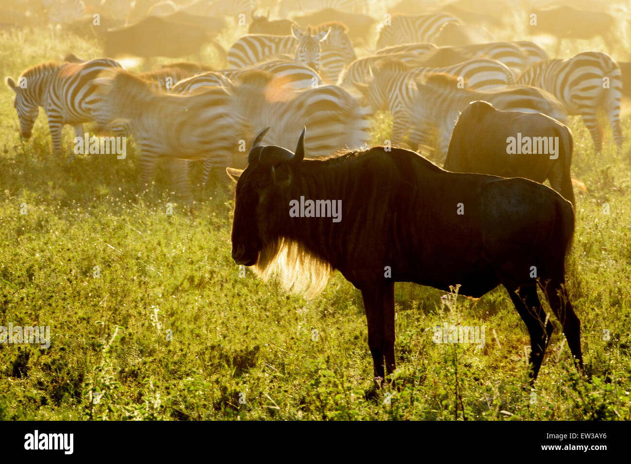 Gnous (Connochaetes taurinus) debout sur la plaine de savane et de zèbre (Equus quagga) avec le flou, au lever du soleil, Serengeti n Banque D'Images