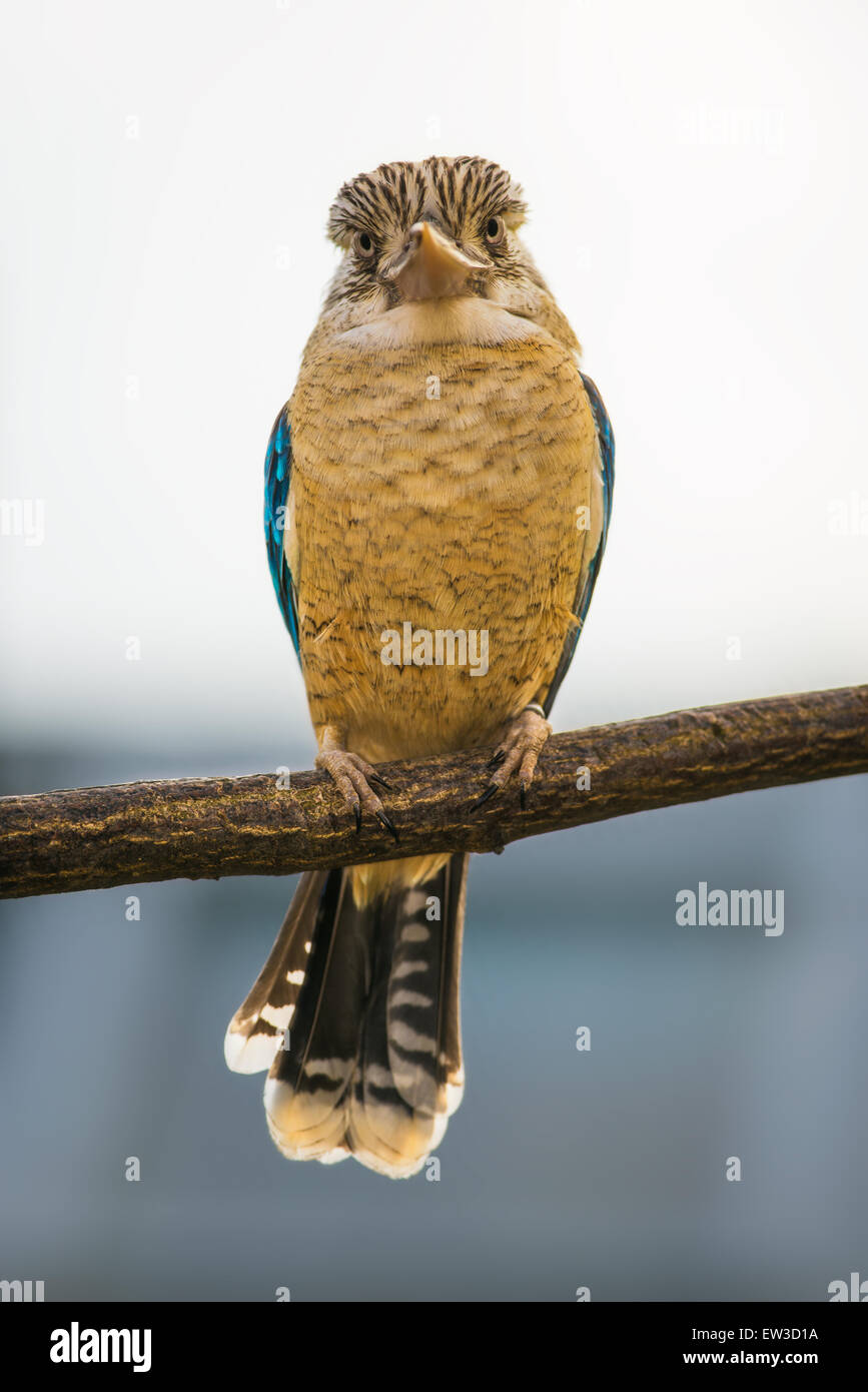 Portrait of male blue-winged kookaburra (Dacelo hedychrum) Banque D'Images