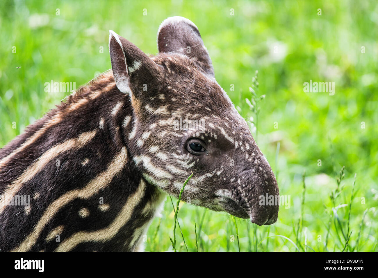Bébé de neuf jours de l'Amérique du Sud en voie de disparition (Tapirus terrestris tapir), également appelé tapir brésilien ou lowland tapir Banque D'Images Bébé de neuf jours de l'Amérique du Sud en voie de disparition (Tapirus terrestris tapir), également appelé tapir brésilien ou lowland tapir Banque D'Images