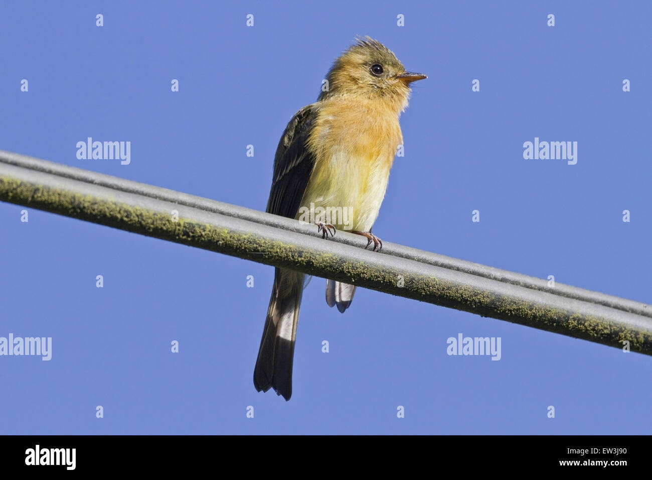 Le nord de l'Mitrephanes phaeocercus (touffetées) adulte, perché sur le fil télégraphique, Savegre, Costa Rica, Avril Banque D'Images