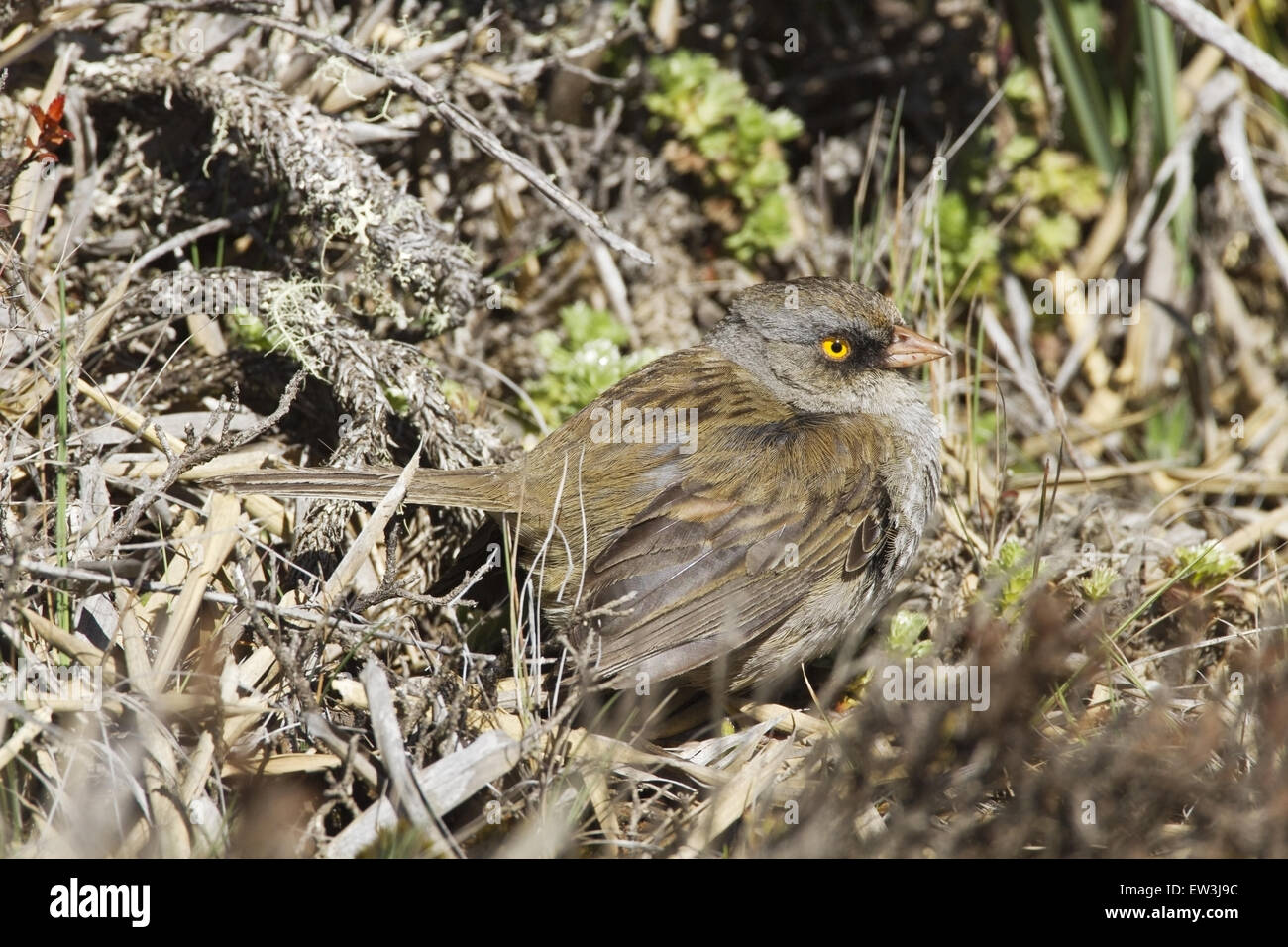 Volcan junco Banque de photographies et d’images à haute résolution Alamy