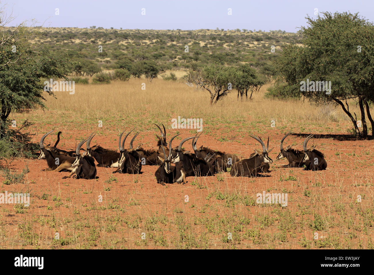 Hippotrague (Hippotragus niger) les mâles adultes, troupeau reposant dans le semi-désert du Kalahari Tswalu, Réserver, Désert du Kalahari, au nord du Banque D'Images