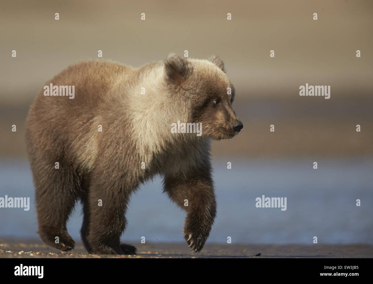 Ours grizzli (Ursus arctos horribilis) cub, marcher sur la plage de sable, le lac Clark N.P., Alaska, États-Unis d'Amérique, en septembre Banque D'Images