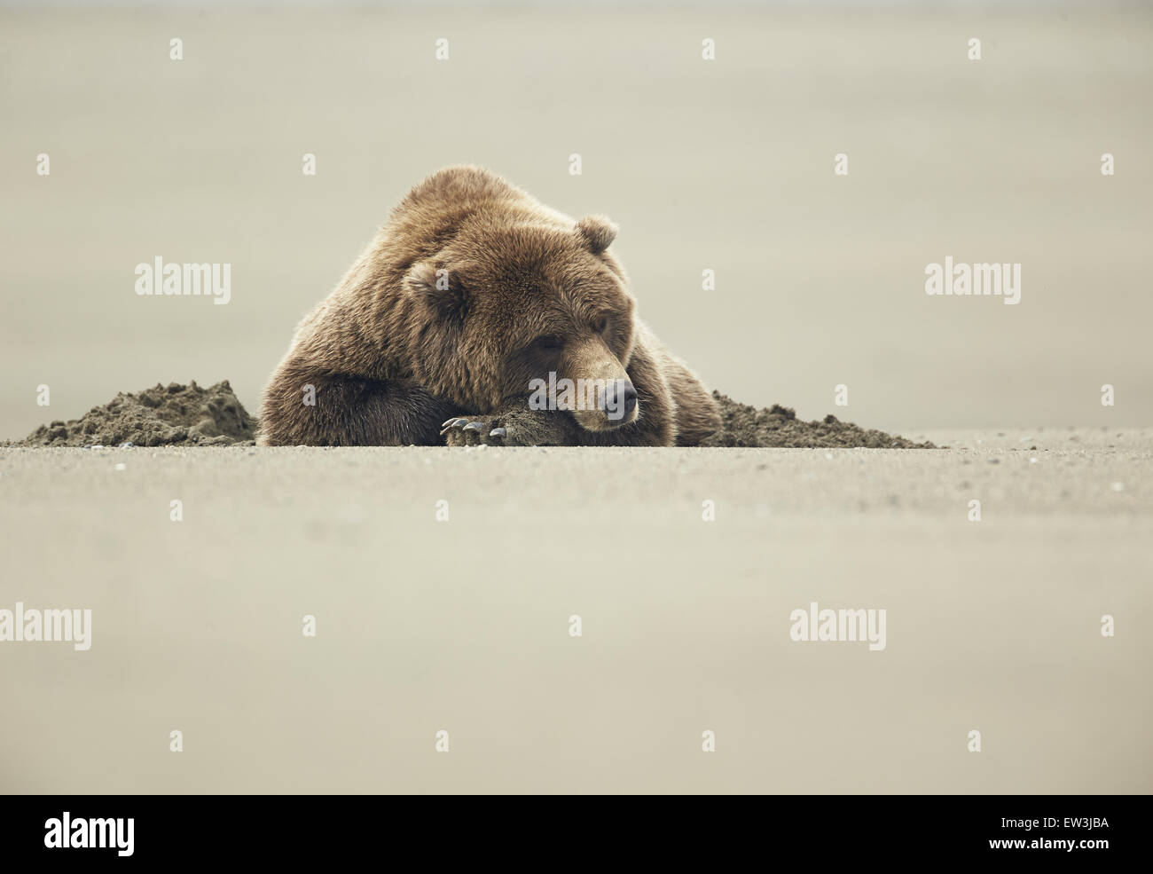 Ours grizzli (Ursus arctos horribilis) adulte, dormir sur la plage de sable, le lac Clark N.P., Alaska, États-Unis d'Amérique, en septembre Banque D'Images